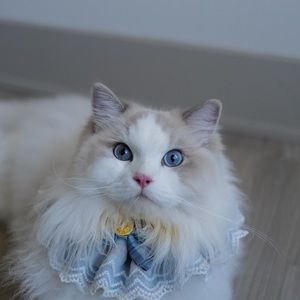 Meet your Posher, Fang